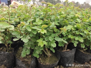 3月底月季花常见问题与处理方法