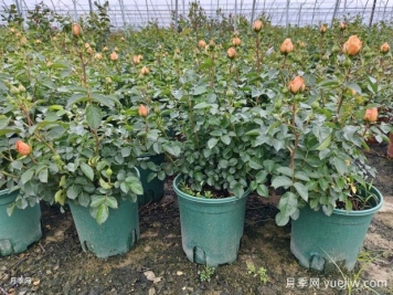 四月月季孕蕾期管理重点与注意事项