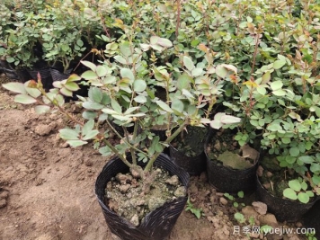 月季春天养护，水肥管理和病虫害预防