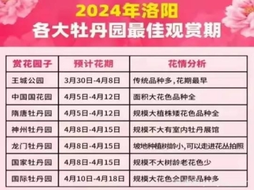 2024年洛阳牡丹绚烂绽放，谁与争锋？