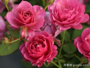 葵月季的优缺点是什么？