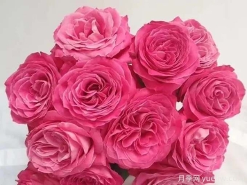 长相思月季，长相守的国产玫瑰