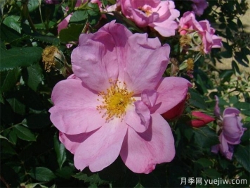 苹果杰月季/苹果杰克