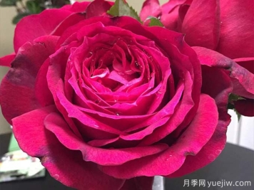 詹尼斯月季，又大又香的大红大花