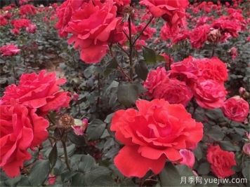 月季花的详细介绍，月季花对人体有哪些好处呢？