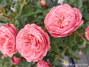 中药资源大典，月季花