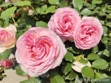 经典品种藤本月季，美爆你的园林和庭院