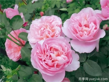 舍农索城堡的女人月季，爱上她理由很多