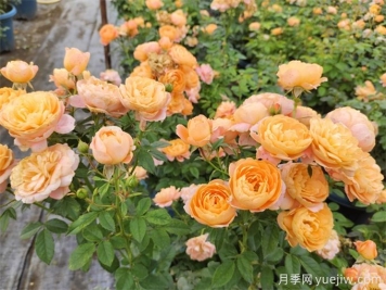 9月下半月月季秋花为什么还是不好看呢？