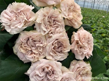 貂蝉月季，神韵的紫色切花玫瑰