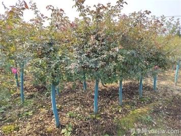 秋分将至，苗木栽植技巧请注意