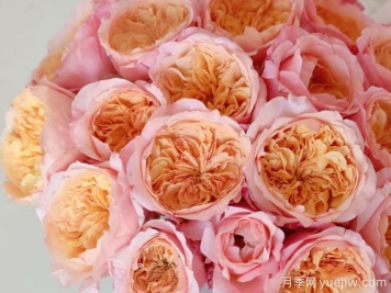 维多利亚秘密月季，花期长花色美，抗病性良好