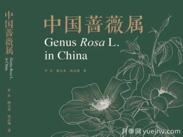 月季图书：《中国蔷薇属》