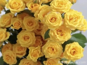 梦幻芭比月季，梦幻般明亮的黄色芭比