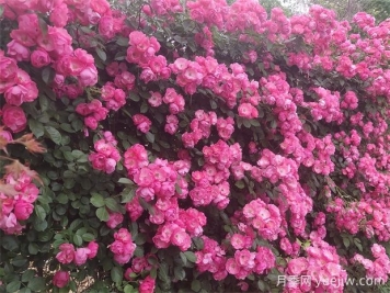 除了藤本月季，常用的攀缘藤本苗木有哪些？