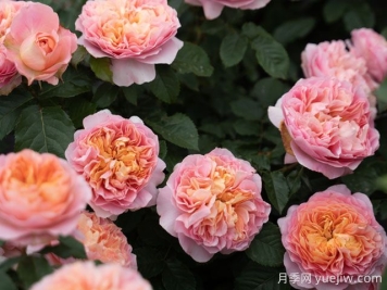 锦嫣月季，藤灌二用，美得不像话