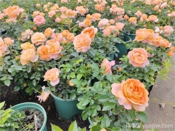 夏季养月季的常见问题，帮月季安全度夏