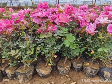 月季夏季养护