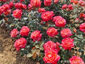 怎样才能使月季花繁叶茂、株形美观？