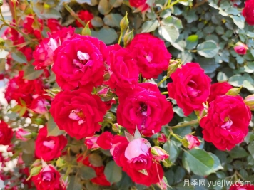 夏季月季花越开越小怎么办？