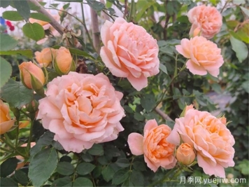 甜梦月季易爆花抗病强