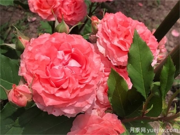 珊瑚果冻月季，花量大花期长，抗性强耐修剪