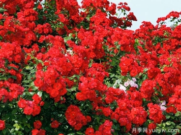 塞维亚那月季/塞维利亚娜月季