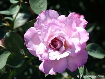 冰凉月季/不羁小子/酷如冰