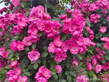 推荐6种藤本月季品种，耐晒花期长