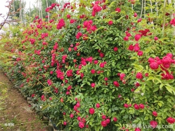 骨架植物有哪些推荐？首选藤本月季