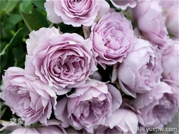 名字好听颜值又高的月季花