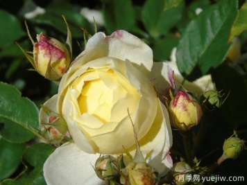 凡妮莎贝尔月季，华南耐湿热低维护月季