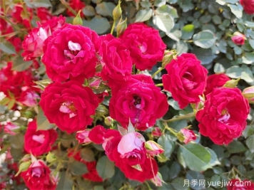 月季花快速绽放的秘诀