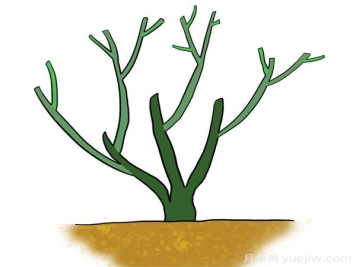 带你了解月季的株型