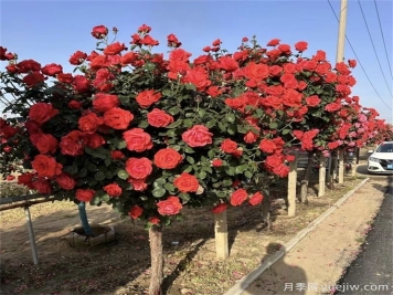 不论有没有院子，都要养一棵树状月季