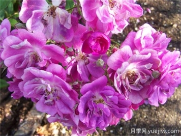 推荐20款大型藤本月季，稀有品种，好养抗病