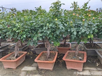 盆栽月季受旱与浇水过多的急救方法！