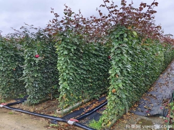 秋天月季长了笋芽要打顶吗？