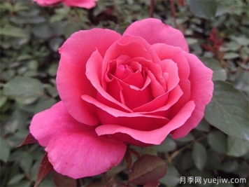 月季花，通经美容好帮手