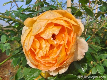 月季之诗：时光里的温柔绽放