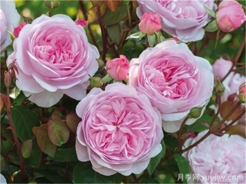 奥利维亚月季，花量大花期长强健省心