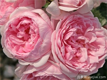 仙度瑞拉月季的介绍