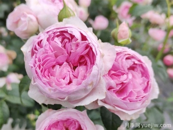 我的心月季的介绍