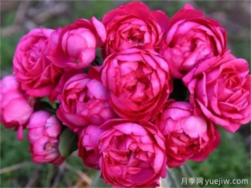 胭脂香水月季​，又美又香的月季推荐