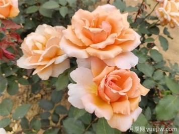 月季养殖没那么难，给你三字经