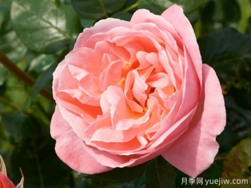 丽萝月季/利洛月季