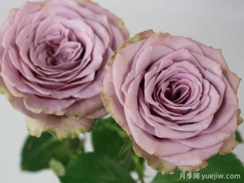 月季推荐，考瑞公主月季