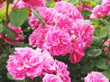 月季推荐，夏米安月季