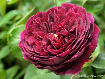 奥斯汀的浓香王子月季，皇家紫色的浪漫盛宴