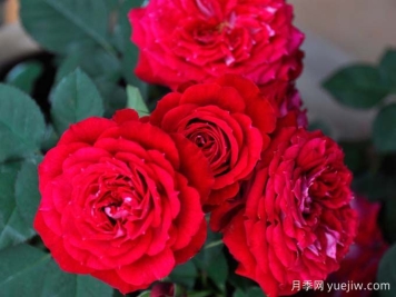 月季推荐，猩红妖精月季